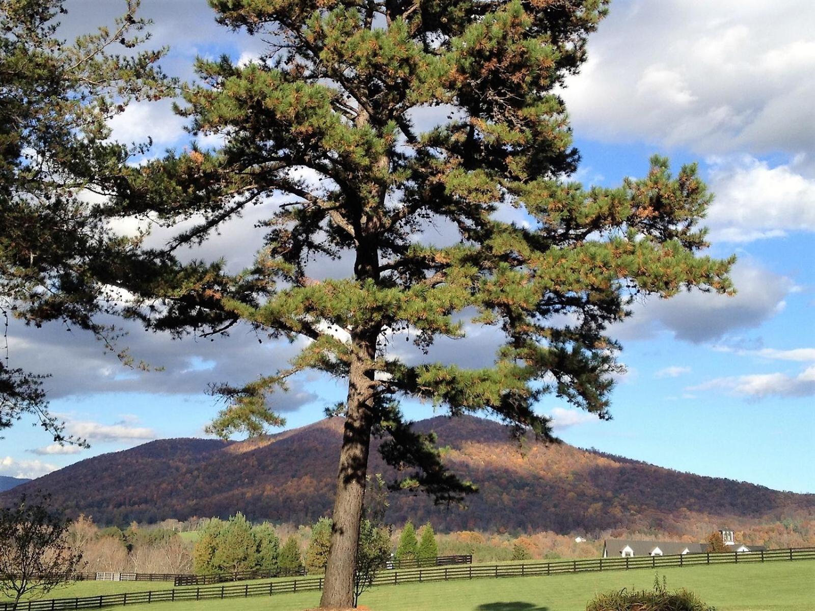 Montfair Resort Farm Crozet 部屋 写真