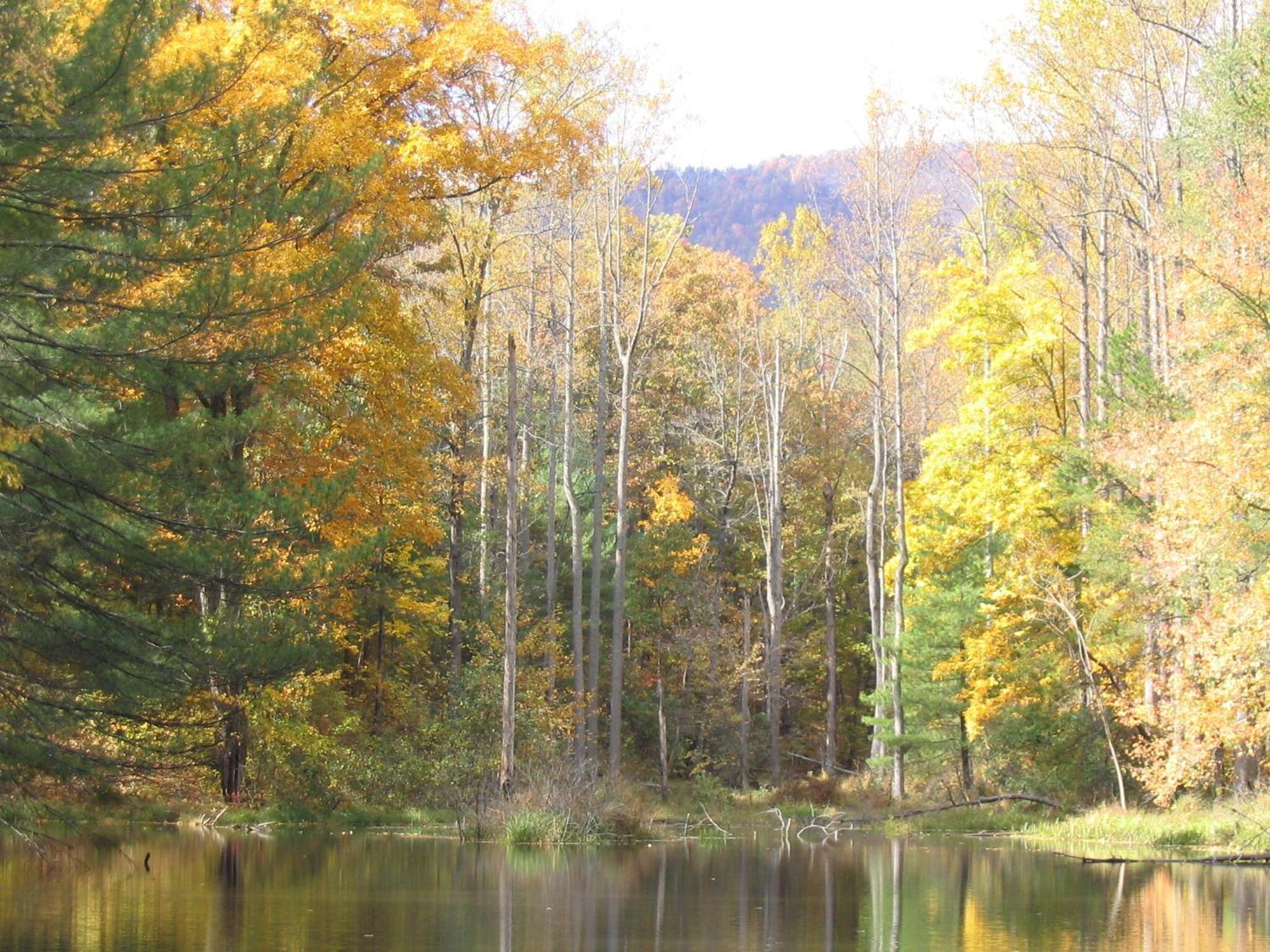 Montfair Resort Farm Crozet 部屋 写真